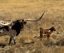 9/18/24 GYPSY HEIFER